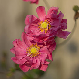 Anmona do Japo rosa-escuro